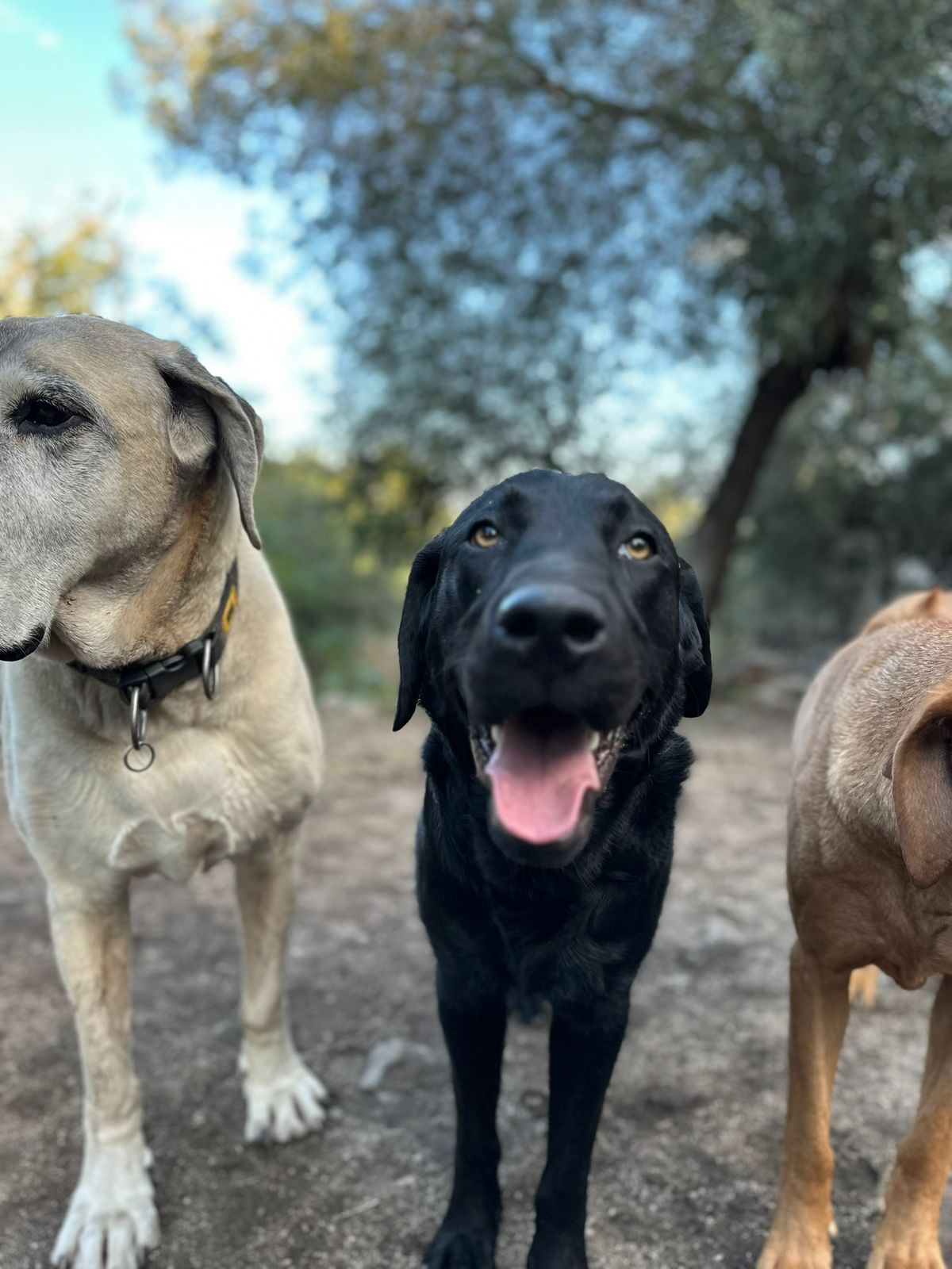 Perro educado prestando atención durante una clase en Monte Animal
