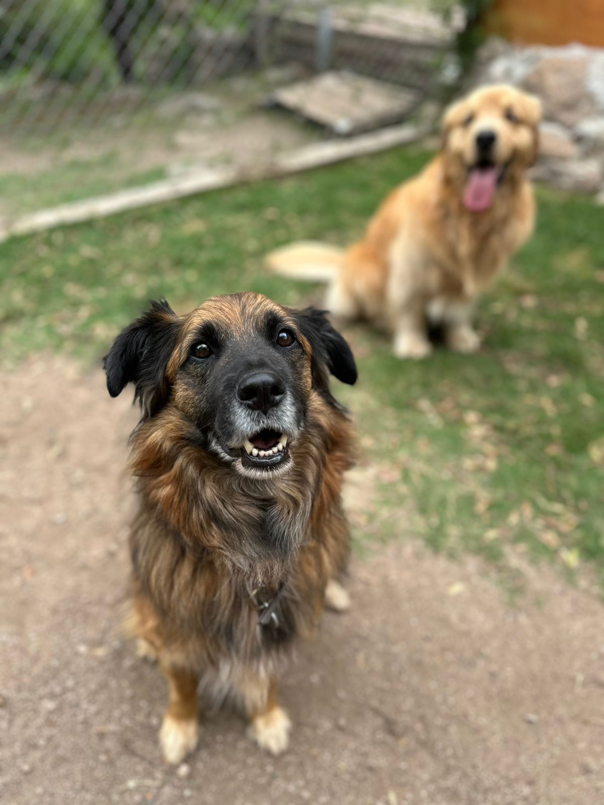 Cachorro socializando con otro perro en Monte Animal