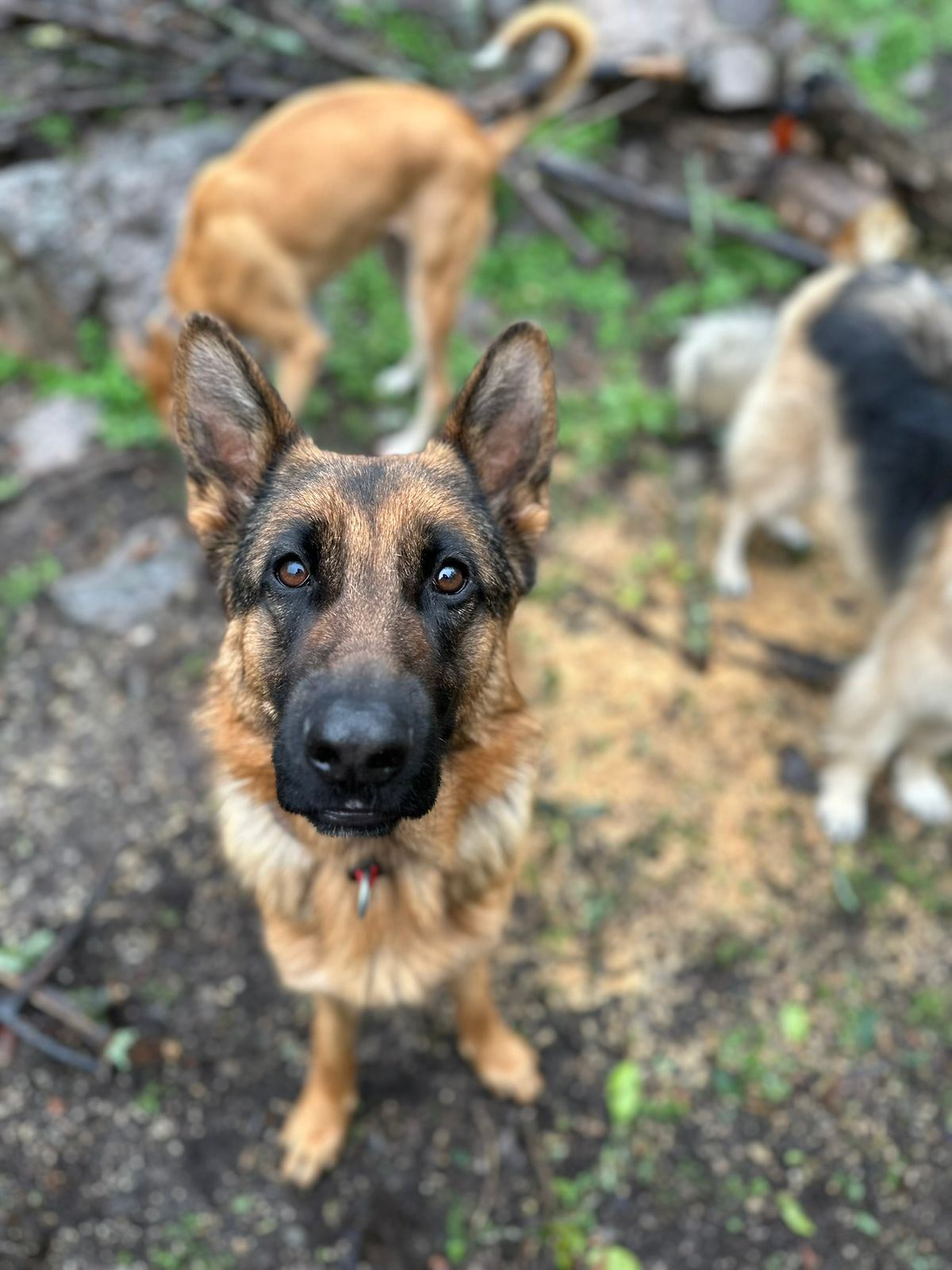 Manada de perros disfrutando del día en Monte Animal, entre las sierras de Córdoba