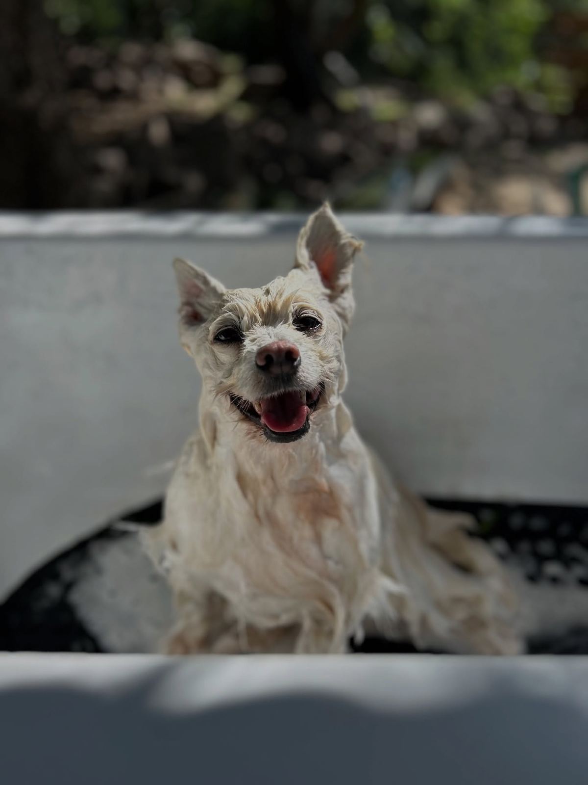 Perro recién bañado y peinado en la peluquería de Monte Animal