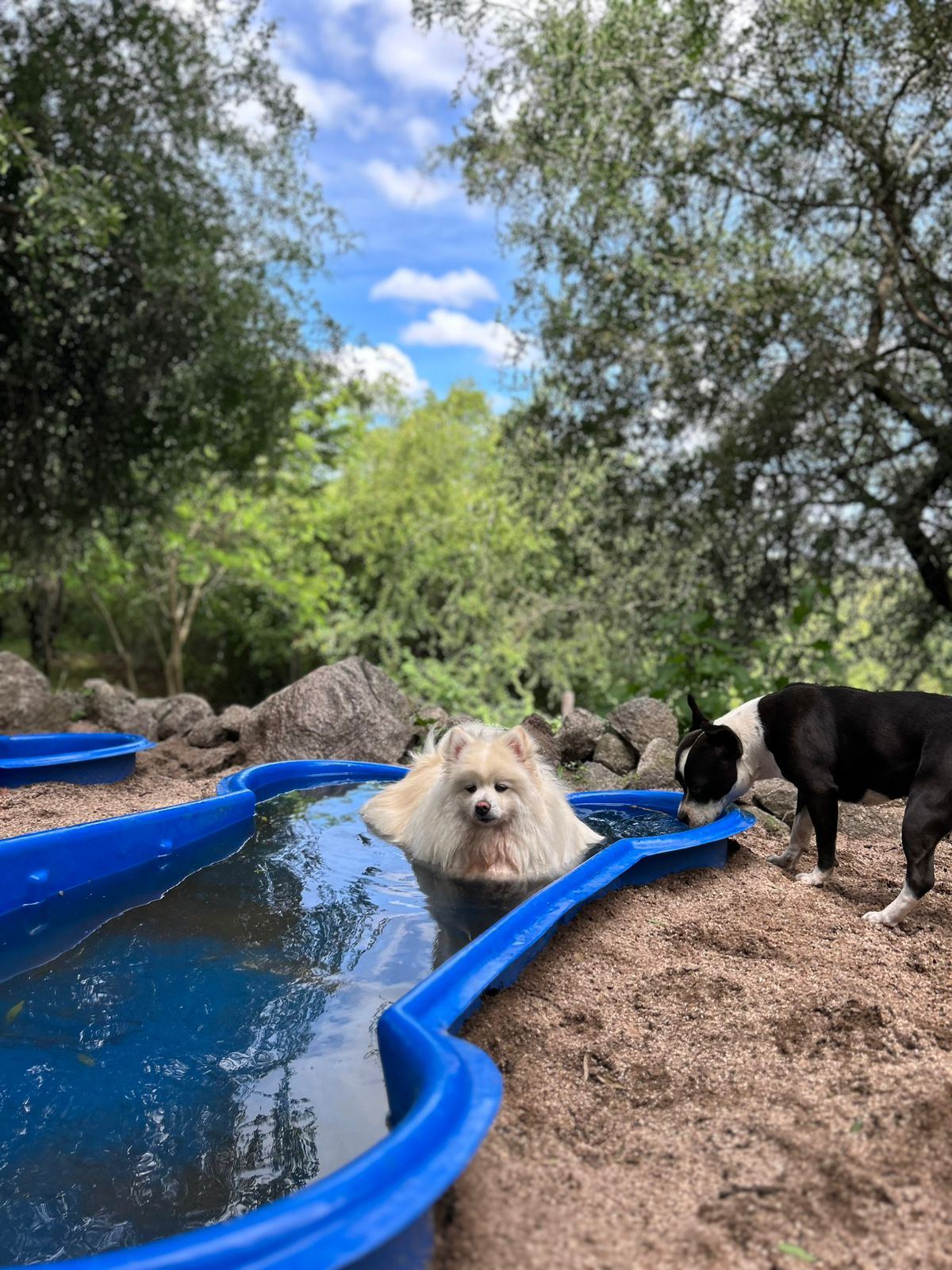 Perros refrescándose en la pileta de Monte Animal durante el hospedaje